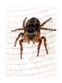 Picture Title - ***small spider***