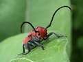 Picture Title - red milkweed beetle