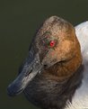 Picture Title - eye of Common Pochard