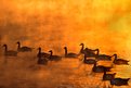 Geese at Dawn