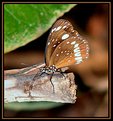 Picture Title - Rainforest Butterfly