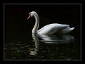 Picture Title - Swan