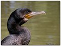 Picture Title - Cormorant