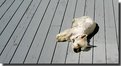 Picture Title - A nap on the deck
