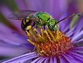 Picture Title - metallic bee