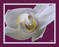 Picture Title - White orchid