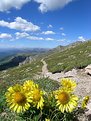 Picture Title - Mountain Sunflowers