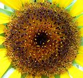 Picture Title - Sunflower