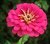 Pink Zinnia