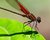 Red damselfly