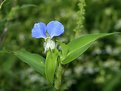 Picture Title - Little Blue Flower