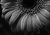 Gerbera B&W