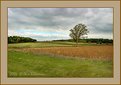 Picture Title - Autumn Farmscape  II