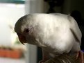 Picture Title - My lovebird