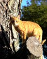 Picture Title - Kitty Up a Tree