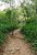 Wooded Path