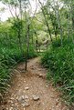 Picture Title - Wooded Path