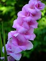 Picture Title - Essence of the Gladiolus