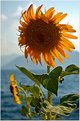 Picture Title - Sunflower Turkey