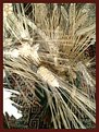 Picture Title - wheat-carpet
