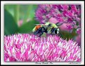 Picture Title - Young Bumble Bee