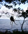 Picture Title - Danish Spider