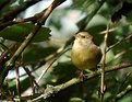 Picture Title - Female Chaffinch