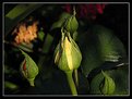 Picture Title - .....
