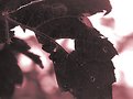 Picture Title - The wine-dark sky