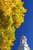 Yellow Tree