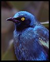 Picture Title - Blue bird