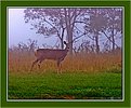 Picture Title - Misty Morning Doe