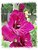 Summer Gladiolis