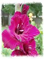 Picture Title - Summer Gladiolis