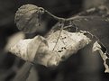Picture Title - This is what's left