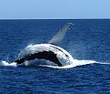 Picture Title - Humpback whale 