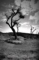 Picture Title - The Dead trees