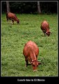 Picture Title - Lunch time in El Bierzo