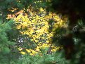 Picture Title - Autumn on tree