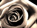 Picture Title - rose