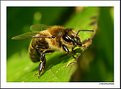 Picture Title - Bee