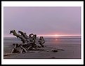 Picture Title - -------Drift Wood-------