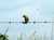 Bird on a wire