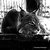Bob The Cat