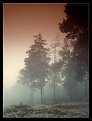 Picture Title - Foggy trees
