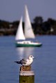 Picture Title - Seagull and Sail