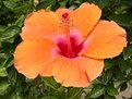 Picture Title - my favourite flower