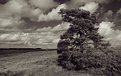 Picture Title - The lonesome Pine