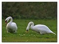 Picture Title - swans