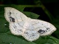 Picture Title - white moth